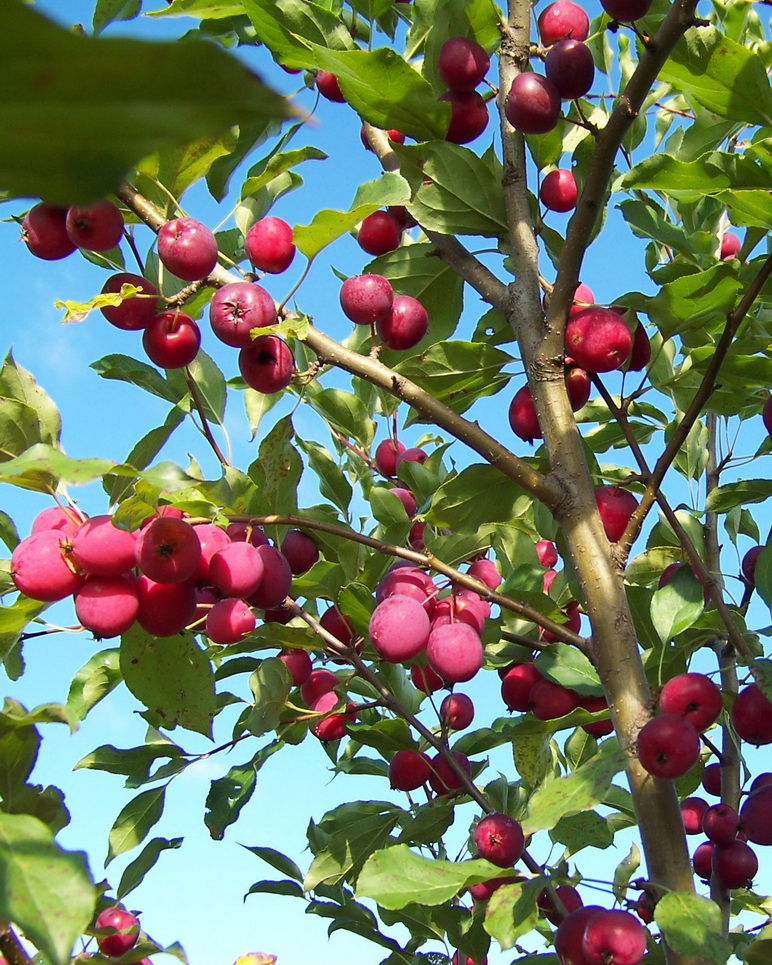 Яблоня `Долго`, Malus `Dolgo` | СадПарад